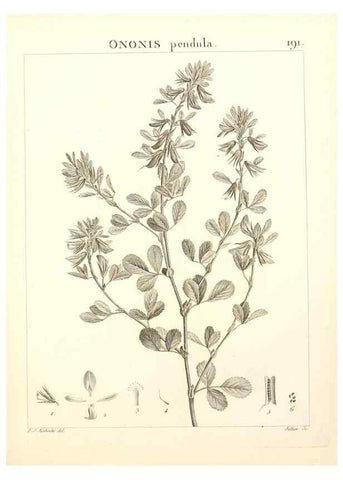 Reproducción/Reproduction 9300983280: Flora Atlantica, sive, Historia plantarum quae in Atlante, agro Tunetano et Algeriensi crescunt /. Parisiis :Apud Blanchon,1800.