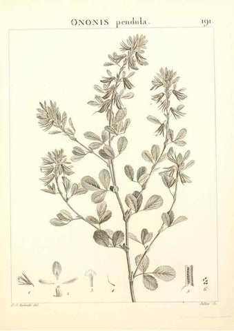 Reproducción/Reproduction 9300983280: Flora Atlantica, sive, Historia plantarum quae in Atlante, agro Tunetano et Algeriensi crescunt /. Parisiis :Apud Blanchon,1800.