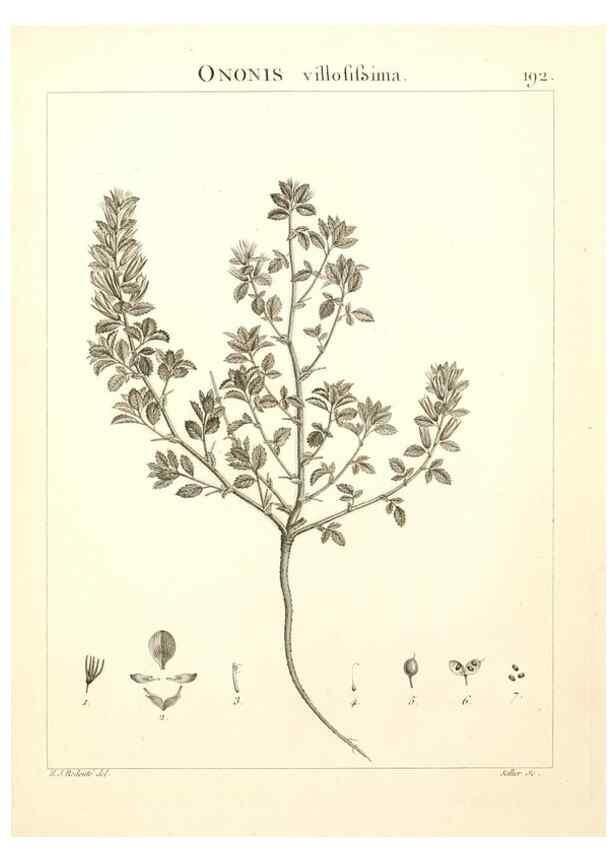 Reproducción/Reproduction 9300984032: Flora Atlantica, sive, Historia plantarum quae in Atlante, agro Tunetano et Algeriensi crescunt /. Parisiis :Apud Blanchon,1800.