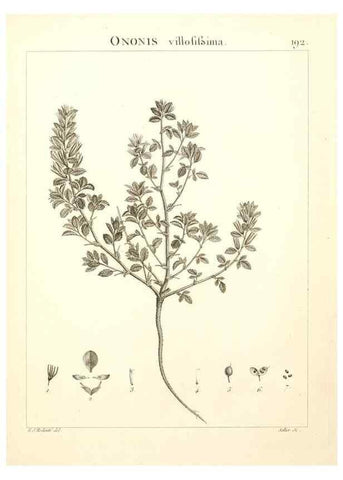 Reproducción/Reproduction 9300984032: Flora Atlantica, sive, Historia plantarum quae in Atlante, agro Tunetano et Algeriensi crescunt /. Parisiis :Apud Blanchon,1800.