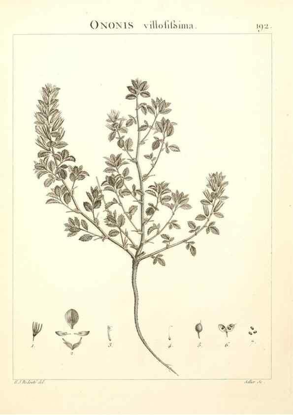 Reproducción/Reproduction 9300984032: Flora Atlantica, sive, Historia plantarum quae in Atlante, agro Tunetano et Algeriensi crescunt /. Parisiis :Apud Blanchon,1800.