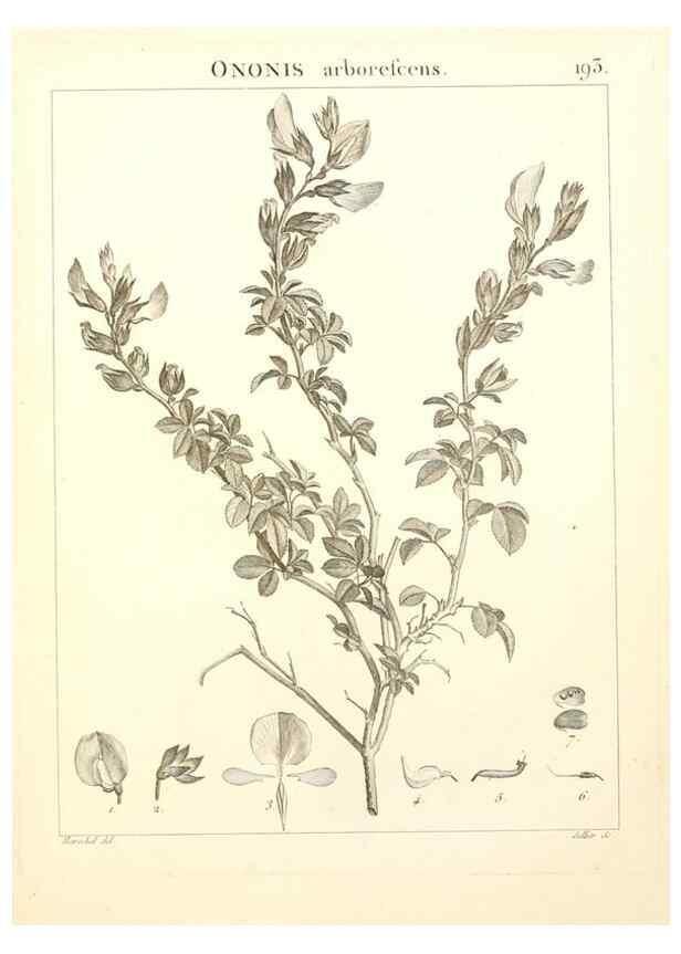 Reproducción/Reproduction 9298202103: Flora Atlantica, sive, Historia plantarum quae in Atlante, agro Tunetano et Algeriensi crescunt /. Parisiis :Apud Blanchon,1800.
