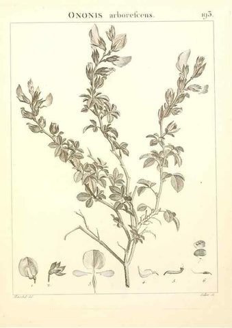 Reproducción/Reproduction 9298202103: Flora Atlantica, sive, Historia plantarum quae in Atlante, agro Tunetano et Algeriensi crescunt /. Parisiis :Apud Blanchon,1800.