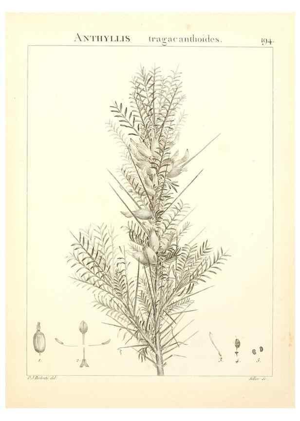 Reproducción/Reproduction 9298202859: Flora Atlantica, sive, Historia plantarum quae in Atlante, agro Tunetano et Algeriensi crescunt /. Parisiis :Apud Blanchon,1800.