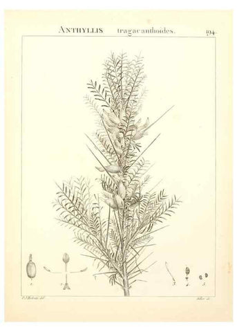 Reproducción/Reproduction 9298202859: Flora Atlantica, sive, Historia plantarum quae in Atlante, agro Tunetano et Algeriensi crescunt /. Parisiis :Apud Blanchon,1800.