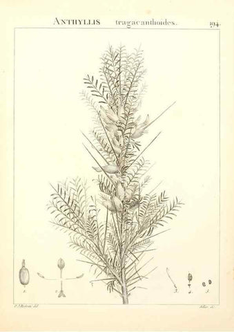 Reproducción/Reproduction 9298202859: Flora Atlantica, sive, Historia plantarum quae in Atlante, agro Tunetano et Algeriensi crescunt /. Parisiis :Apud Blanchon,1800.