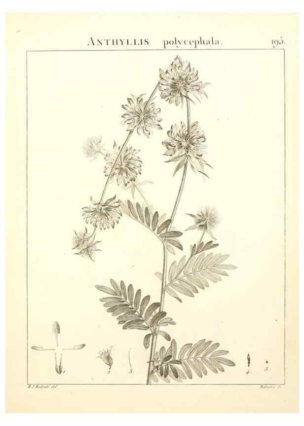 Reproducción/Reproduction 9300986546: Flora Atlantica, sive, Historia plantarum quae in Atlante, agro Tunetano et Algeriensi crescunt /. Parisiis :Apud Blanchon,1800.