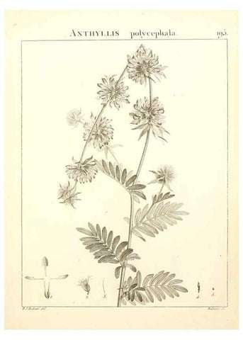 Reproducción/Reproduction 9300986546: Flora Atlantica, sive, Historia plantarum quae in Atlante, agro Tunetano et Algeriensi crescunt /. Parisiis :Apud Blanchon,1800.