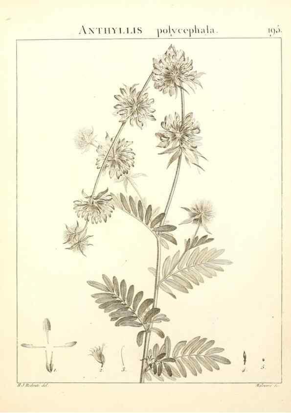 Reproducción/Reproduction 9300986546: Flora Atlantica, sive, Historia plantarum quae in Atlante, agro Tunetano et Algeriensi crescunt /. Parisiis :Apud Blanchon,1800.