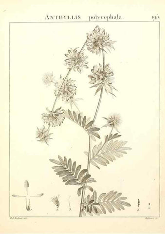 Reproducción/Reproduction 9300986546: Flora Atlantica, sive, Historia plantarum quae in Atlante, agro Tunetano et Algeriensi crescunt /. Parisiis :Apud Blanchon,1800.