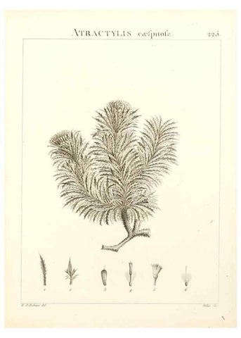 Reproducción/Reproduction 9298228221: Flora Atlantica, sive, Historia plantarum quae in Atlante, agro Tunetano et Algeriensi crescunt /. Parisiis :Apud Blanchon,1800.