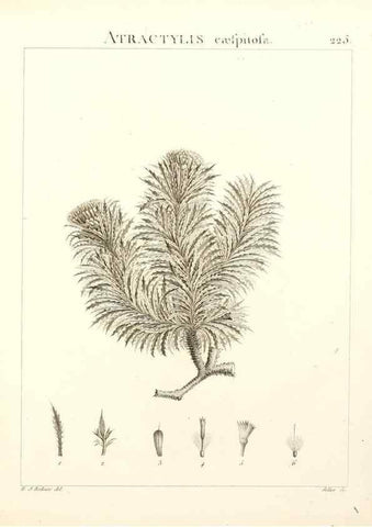 Reproducción/Reproduction 9298228221: Flora Atlantica, sive, Historia plantarum quae in Atlante, agro Tunetano et Algeriensi crescunt /. Parisiis :Apud Blanchon,1800.