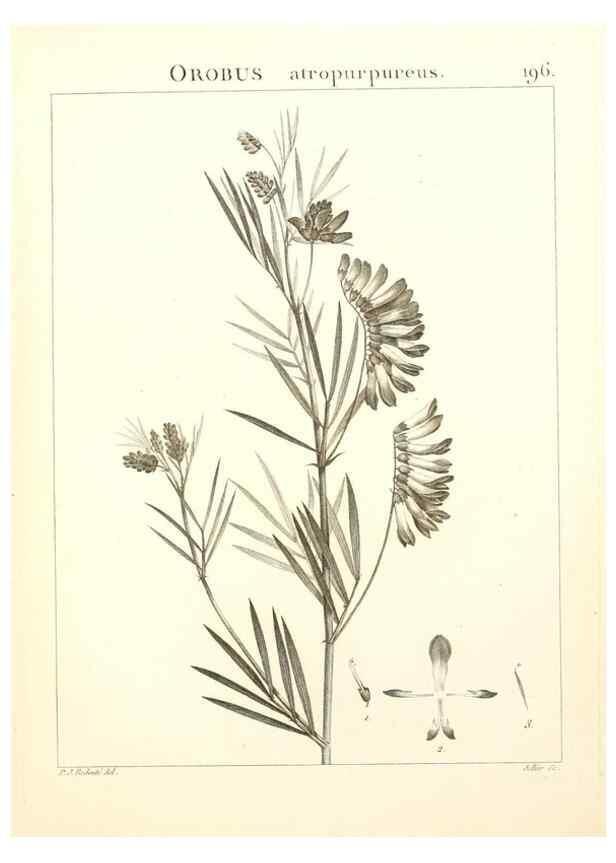 Reproducción/Reproduction 9300987894: Flora Atlantica, sive, Historia plantarum quae in Atlante, agro Tunetano et Algeriensi crescunt /. Parisiis :Apud Blanchon,1800.
