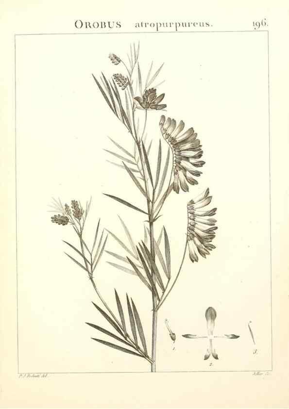 Reproducción/Reproduction 9300987894: Flora Atlantica, sive, Historia plantarum quae in Atlante, agro Tunetano et Algeriensi crescunt /. Parisiis :Apud Blanchon,1800.