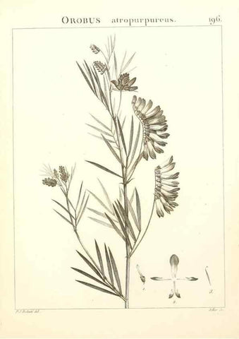 Reproducción/Reproduction 9300987894: Flora Atlantica, sive, Historia plantarum quae in Atlante, agro Tunetano et Algeriensi crescunt /. Parisiis :Apud Blanchon,1800.