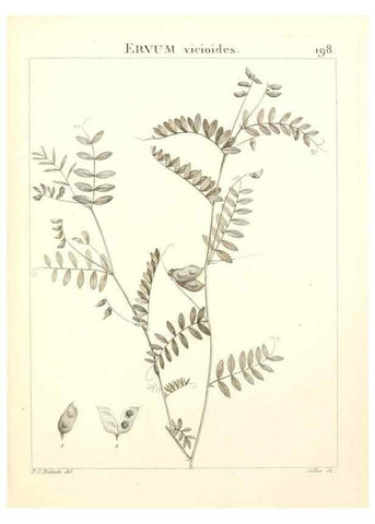 Reproducción/Reproduction 9300989898: Flora Atlantica, sive, Historia plantarum quae in Atlante, agro Tunetano et Algeriensi crescunt /. Parisiis :Apud Blanchon,1800.
