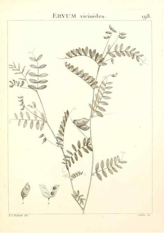 Reproducción/Reproduction 9300989898: Flora Atlantica, sive, Historia plantarum quae in Atlante, agro Tunetano et Algeriensi crescunt /. Parisiis :Apud Blanchon,1800.