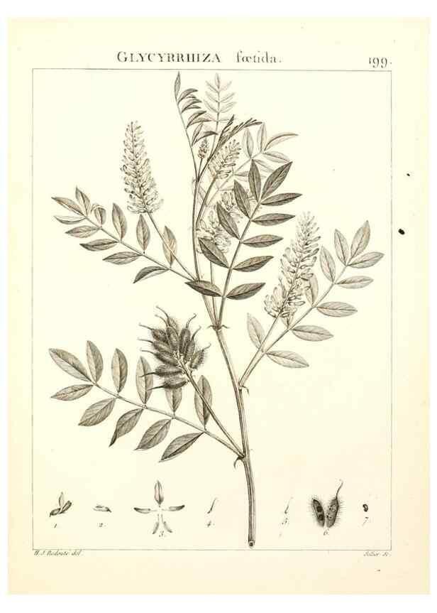 Reproducción/Reproduction 9298208245: Flora Atlantica, sive, Historia plantarum quae in Atlante, agro Tunetano et Algeriensi crescunt /. Parisiis :Apud Blanchon,1800.