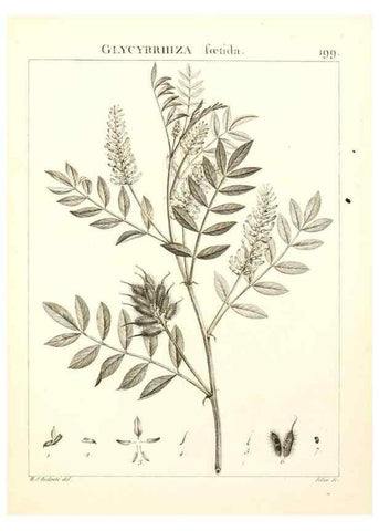 Reproducción/Reproduction 9298208245: Flora Atlantica, sive, Historia plantarum quae in Atlante, agro Tunetano et Algeriensi crescunt /. Parisiis :Apud Blanchon,1800.