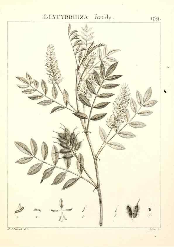 Reproducción/Reproduction 9298208245: Flora Atlantica, sive, Historia plantarum quae in Atlante, agro Tunetano et Algeriensi crescunt /. Parisiis :Apud Blanchon,1800.