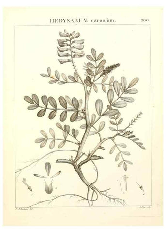 Reproducción/Reproduction 9300991550: Flora Atlantica, sive, Historia plantarum quae in Atlante, agro Tunetano et Algeriensi crescunt /. Parisiis :Apud Blanchon,1800.