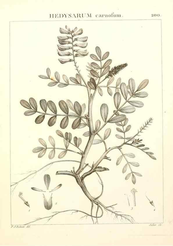 Reproducción/Reproduction 9300991550: Flora Atlantica, sive, Historia plantarum quae in Atlante, agro Tunetano et Algeriensi crescunt /. Parisiis :Apud Blanchon,1800.
