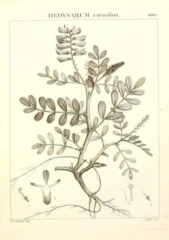 Reproducción/Reproduction 9300991550: Flora Atlantica, sive, Historia plantarum quae in Atlante, agro Tunetano et Algeriensi crescunt /. Parisiis :Apud Blanchon,1800.