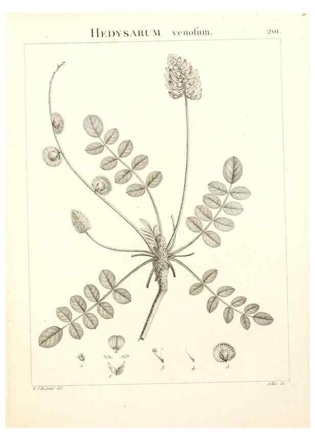 Reproducción/Reproduction 9300992278: Flora Atlantica, sive, Historia plantarum quae in Atlante, agro Tunetano et Algeriensi crescunt /. Parisiis :Apud Blanchon,1800.