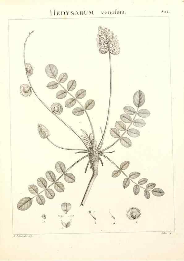 Reproducción/Reproduction 9300992278: Flora Atlantica, sive, Historia plantarum quae in Atlante, agro Tunetano et Algeriensi crescunt /. Parisiis :Apud Blanchon,1800.