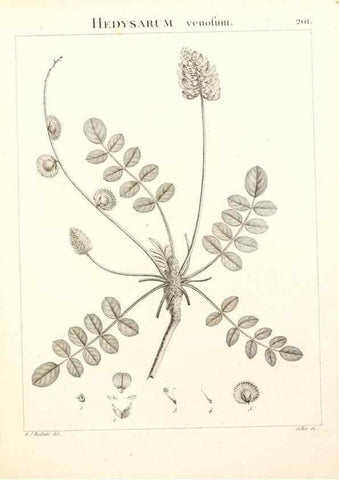 Reproducción/Reproduction 9300992278: Flora Atlantica, sive, Historia plantarum quae in Atlante, agro Tunetano et Algeriensi crescunt /. Parisiis :Apud Blanchon,1800.