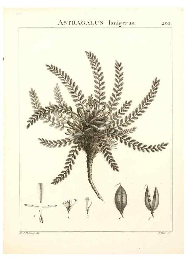 Reproducción/Reproduction 9298210641: Flora Atlantica, sive, Historia plantarum quae in Atlante, agro Tunetano et Algeriensi crescunt /. Parisiis :Apud Blanchon,1800.