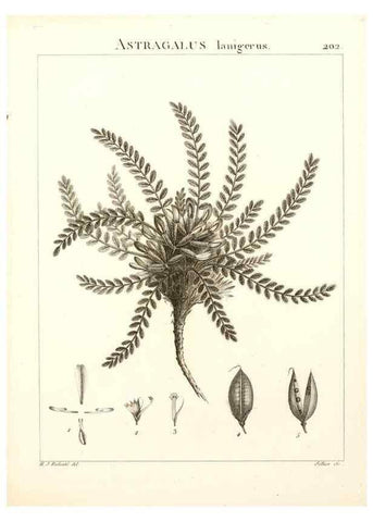 Reproducción/Reproduction 9298210641: Flora Atlantica, sive, Historia plantarum quae in Atlante, agro Tunetano et Algeriensi crescunt /. Parisiis :Apud Blanchon,1800.
