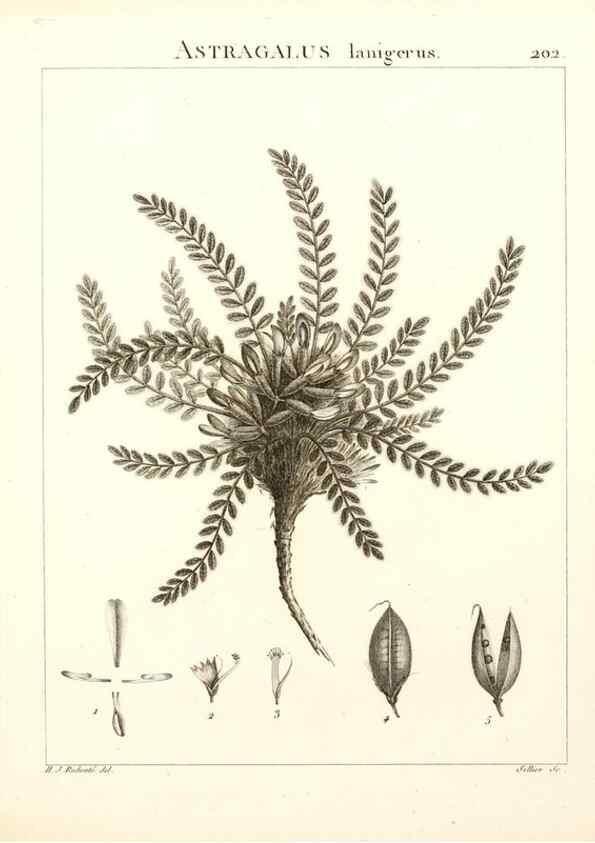 Reproducción/Reproduction 9298210641: Flora Atlantica, sive, Historia plantarum quae in Atlante, agro Tunetano et Algeriensi crescunt /. Parisiis :Apud Blanchon,1800.
