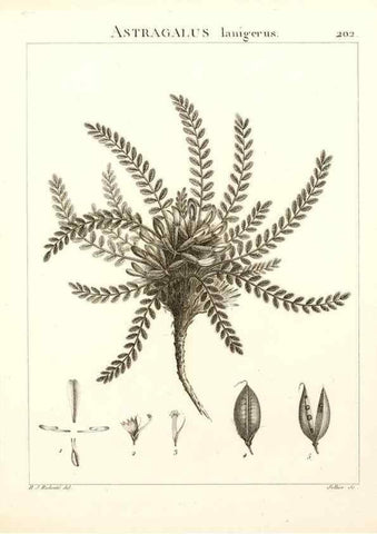 Reproducción/Reproduction 9298210641: Flora Atlantica, sive, Historia plantarum quae in Atlante, agro Tunetano et Algeriensi crescunt /. Parisiis :Apud Blanchon,1800.