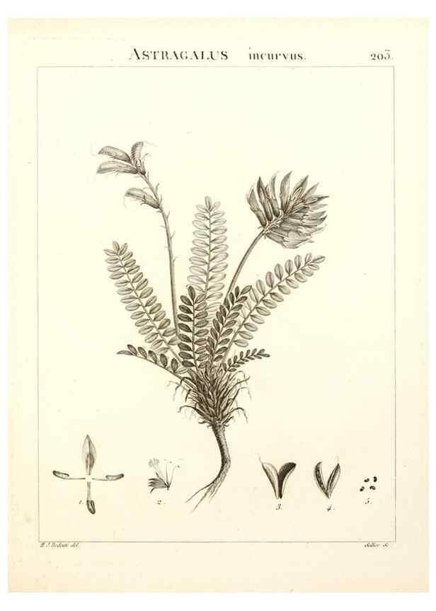 Reproducción/Reproduction 9298211615: Flora Atlantica, sive, Historia plantarum quae in Atlante, agro Tunetano et Algeriensi crescunt /. Parisiis :Apud Blanchon,1800.