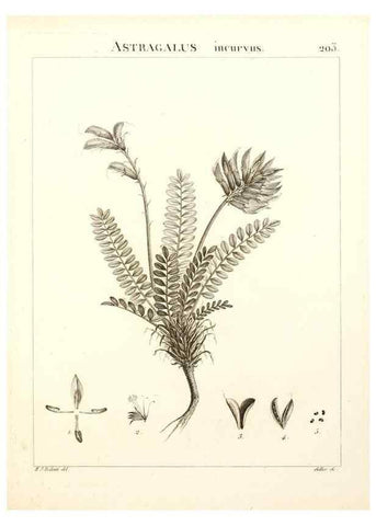 Reproducción/Reproduction 9298211615: Flora Atlantica, sive, Historia plantarum quae in Atlante, agro Tunetano et Algeriensi crescunt /. Parisiis :Apud Blanchon,1800.