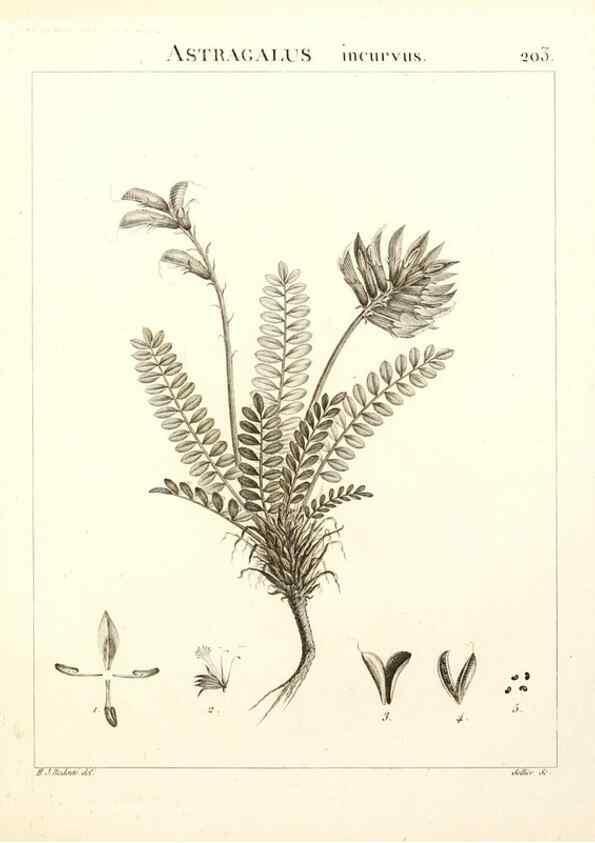 Reproducción/Reproduction 9298211615: Flora Atlantica, sive, Historia plantarum quae in Atlante, agro Tunetano et Algeriensi crescunt /. Parisiis :Apud Blanchon,1800.