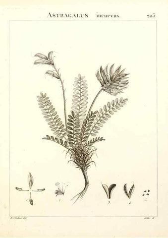 Reproducción/Reproduction 9298211615: Flora Atlantica, sive, Historia plantarum quae in Atlante, agro Tunetano et Algeriensi crescunt /. Parisiis :Apud Blanchon,1800.