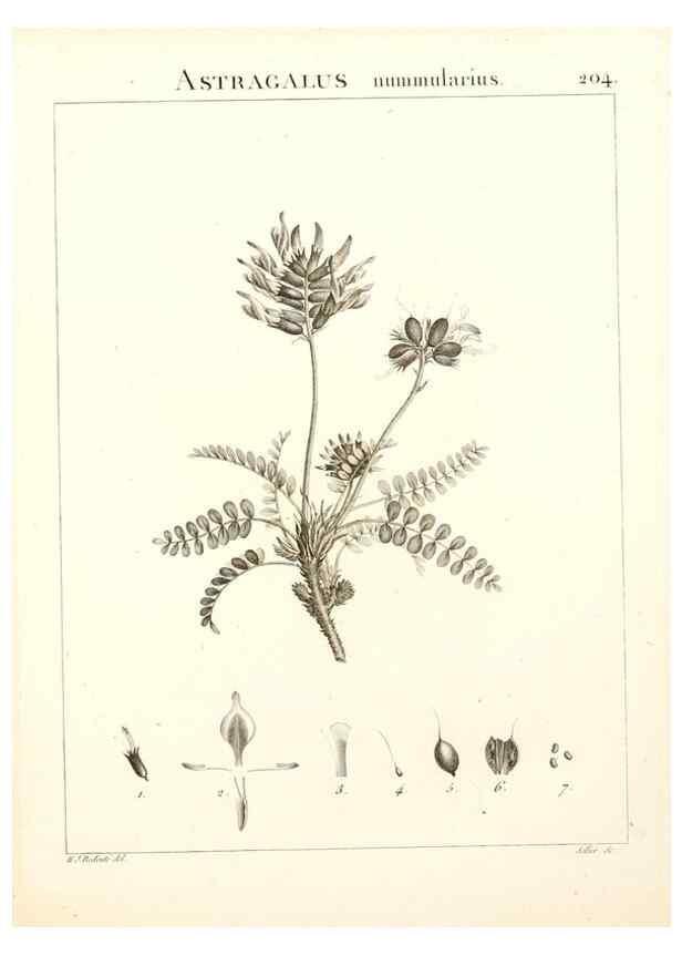 Reproducción/Reproduction 9298212309: Flora Atlantica, sive, Historia plantarum quae in Atlante, agro Tunetano et Algeriensi crescunt /. Parisiis :Apud Blanchon,1800.