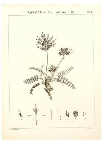 Reproducción/Reproduction 9298212309: Flora Atlantica, sive, Historia plantarum quae in Atlante, agro Tunetano et Algeriensi crescunt /. Parisiis :Apud Blanchon,1800.