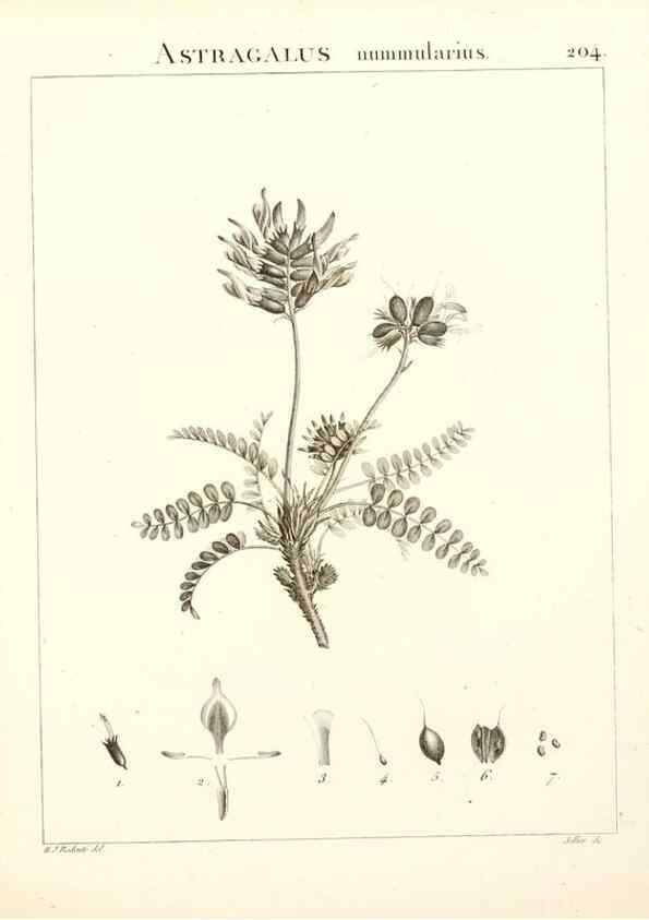 Reproducción/Reproduction 9298212309: Flora Atlantica, sive, Historia plantarum quae in Atlante, agro Tunetano et Algeriensi crescunt /. Parisiis :Apud Blanchon,1800.