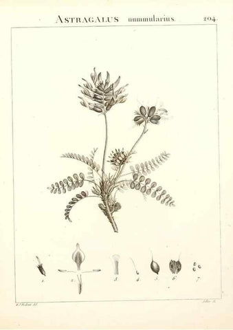 Reproducción/Reproduction 9298212309: Flora Atlantica, sive, Historia plantarum quae in Atlante, agro Tunetano et Algeriensi crescunt /. Parisiis :Apud Blanchon,1800.