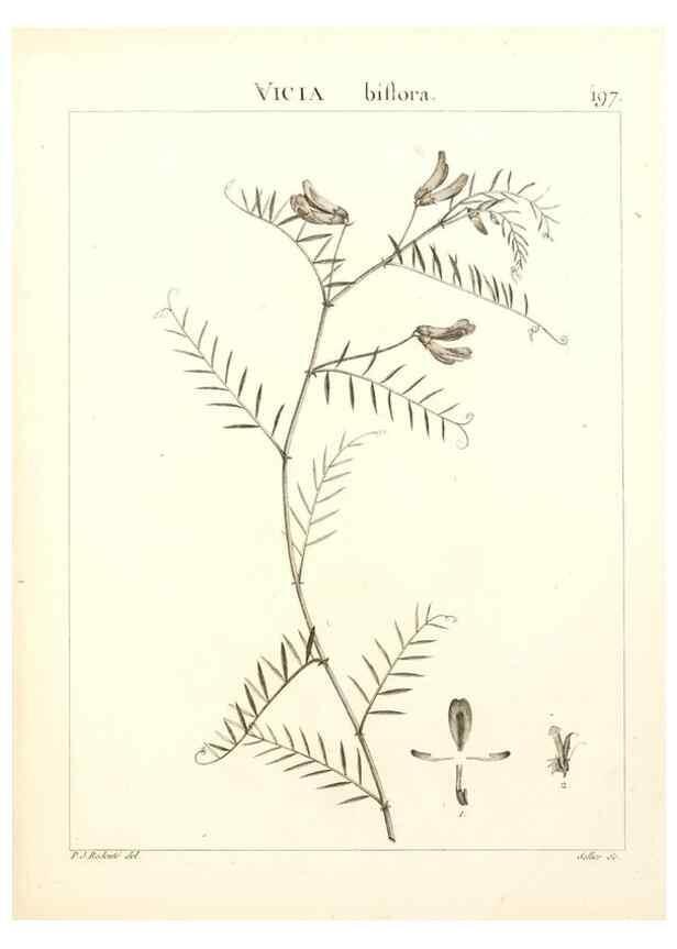 Reproducción/Reproduction 9298206313: Flora Atlantica, sive, Historia plantarum quae in Atlante, agro Tunetano et Algeriensi crescunt /. Parisiis :Apud Blanchon,1800.