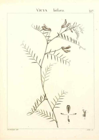 Reproducción/Reproduction 9298206313: Flora Atlantica, sive, Historia plantarum quae in Atlante, agro Tunetano et Algeriensi crescunt /. Parisiis :Apud Blanchon,1800.
