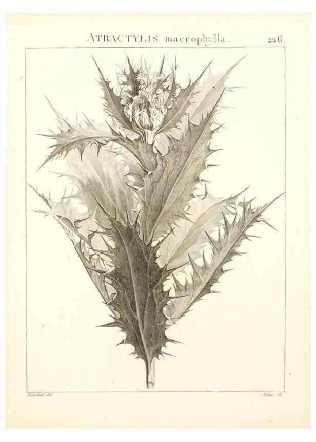 Reproducción/Reproduction 9301011468: Flora Atlantica, sive, Historia plantarum quae in Atlante, agro Tunetano et Algeriensi crescunt /. Parisiis :Apud Blanchon,1800.