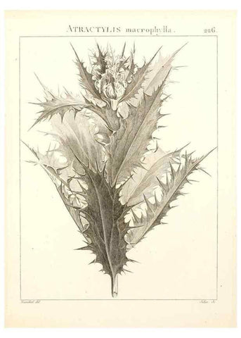 Reproducción/Reproduction 9301011468: Flora Atlantica, sive, Historia plantarum quae in Atlante, agro Tunetano et Algeriensi crescunt /. Parisiis :Apud Blanchon,1800.