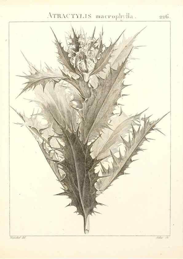 Reproducción/Reproduction 9301011468: Flora Atlantica, sive, Historia plantarum quae in Atlante, agro Tunetano et Algeriensi crescunt /. Parisiis :Apud Blanchon,1800.