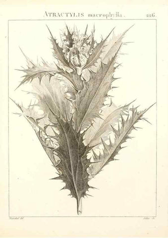 Reproducción/Reproduction 9301011468: Flora Atlantica, sive, Historia plantarum quae in Atlante, agro Tunetano et Algeriensi crescunt /. Parisiis :Apud Blanchon,1800.