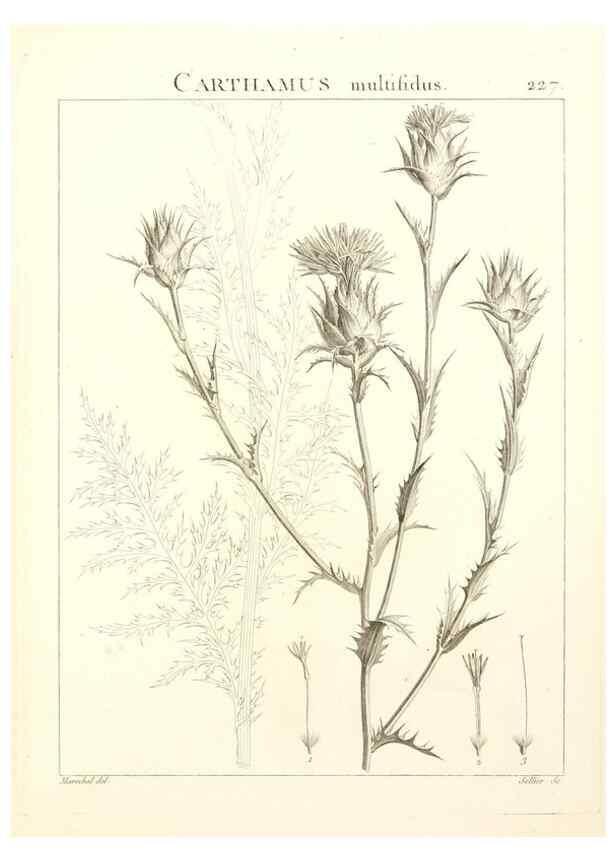 Reproducción/Reproduction 9301012202: Flora Atlantica, sive, Historia plantarum quae in Atlante, agro Tunetano et Algeriensi crescunt /. Parisiis :Apud Blanchon,1800.