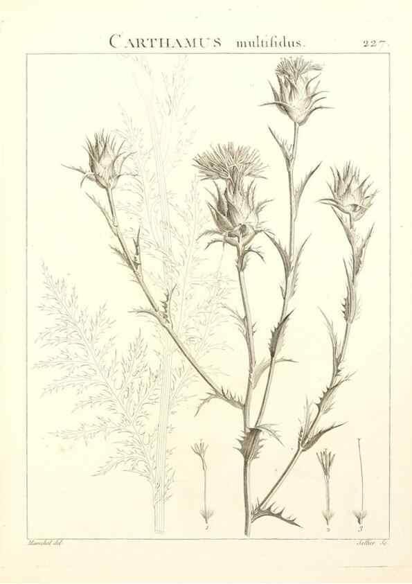 Reproducción/Reproduction 9301012202: Flora Atlantica, sive, Historia plantarum quae in Atlante, agro Tunetano et Algeriensi crescunt /. Parisiis :Apud Blanchon,1800.